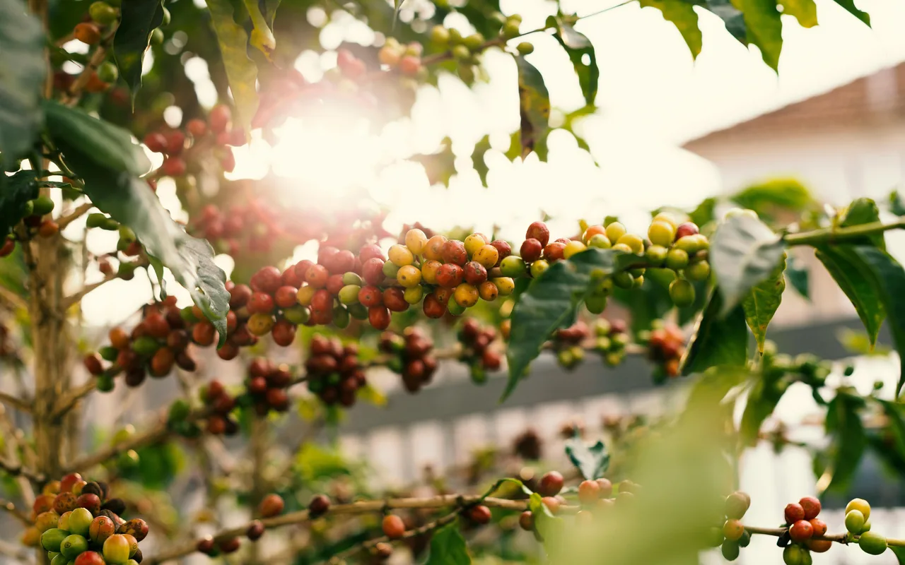 Perkebunan kopi Gayo di dataran tinggi Aceh